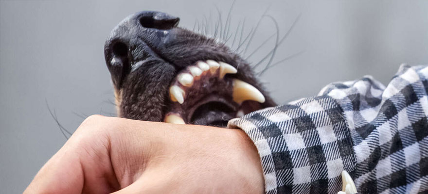 Dog Bite Accident Lawyers | Attorneys for Freedom Law Firm